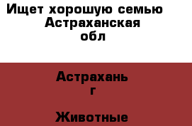 Ищет хорошую семью. - Астраханская обл., Астрахань г. Животные и растения » Кошки   